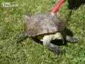 Tortuga muy sexy